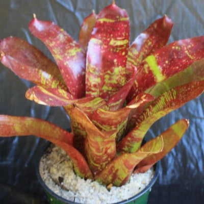 Neoregelia 'Red River' | Bromeliad Paradise