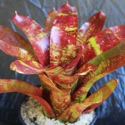 Neoregelia 'Red River' | Bromeliad Paradise