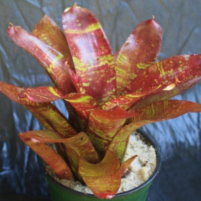 Neoregelia 'Red River' | Bromeliad Paradise
