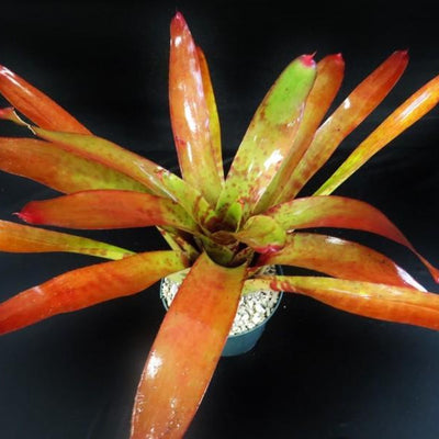 Neoregelia 'Red Wave' | Bromeliad Paradise