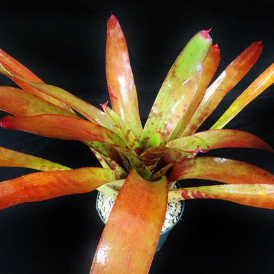 Neoregelia 'Red Wave' | Bromeliad Paradise
