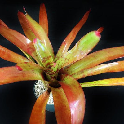 Neoregelia 'Red Wave' | Bromeliad Paradise