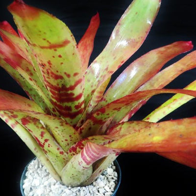 Neoregelia 'Red Wave' | Bromeliad Paradise