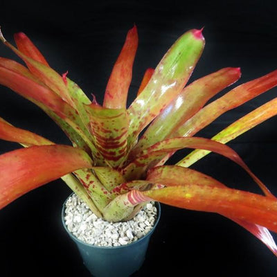 Neoregelia 'Red Wave' | Bromeliad Paradise
