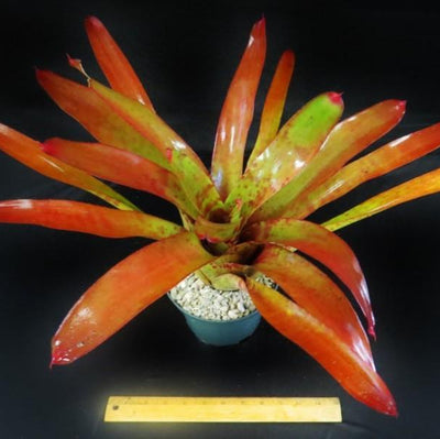 Neoregelia 'Red Wave' | Bromeliad Paradise