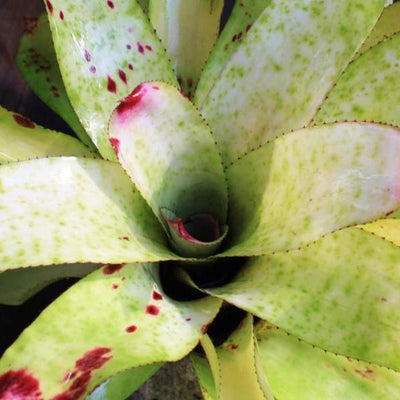 Neoregelia 'Rich Whipped Cream' | Bromeliad Paradise