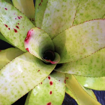 Neoregelia 'Rich Whipped Cream' | Bromeliad Paradise