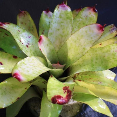 Neoregelia 'Rich Whipped Cream' | Bromeliad Paradise