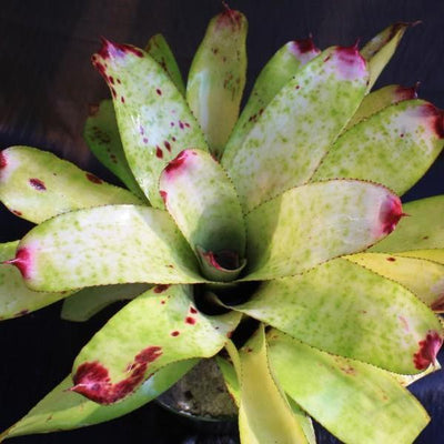 Neoregelia 'Rich Whipped Cream' | Bromeliad Paradise