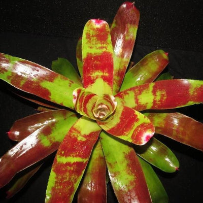 Neoregelia 'Ring of Fire' | Bromeliad Paradise