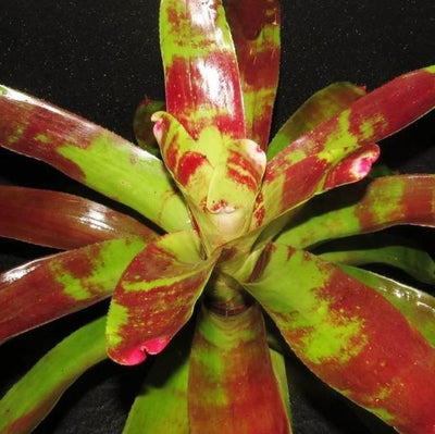 Neoregelia 'Ring of Fire' | Bromeliad Paradise