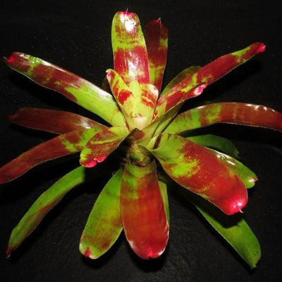 Neoregelia 'Ring of Fire' | Bromeliad Paradise