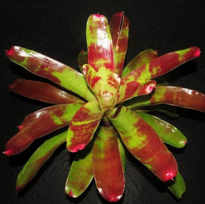 Neoregelia 'Ring of Fire' | Bromeliad Paradise