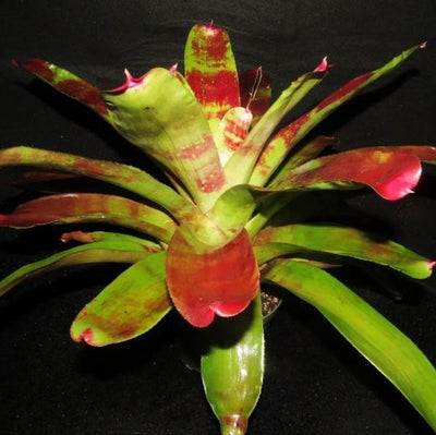 Neoregelia 'Ring of Fire' | Bromeliad Paradise