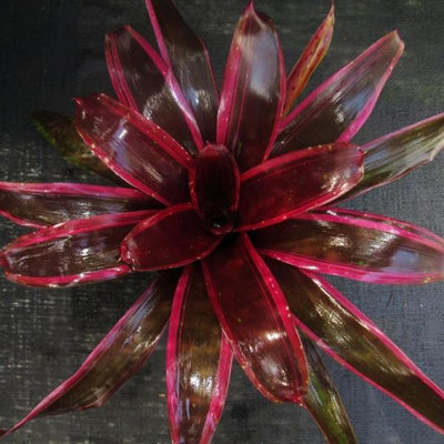 Neoregelia 'Royal Burgundy Supreme' | Bromeliad Paradise
