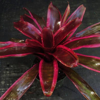 Neoregelia 'Royal Burgundy Supreme' | Bromeliad Paradise