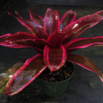 Neoregelia 'Royal Burgundy Supreme' | Bromeliad Paradise