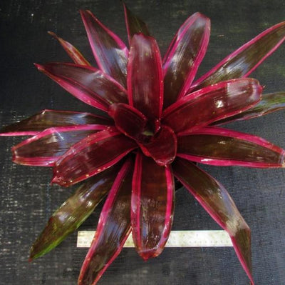 Neoregelia 'Royal Burgundy Supreme' | Bromeliad Paradise