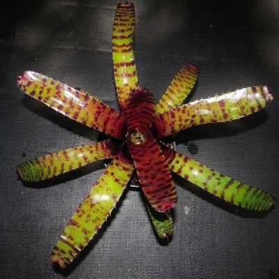 Neoregelia rubifolia x 'Skotak's Tiger' | Bromeliad Paradise