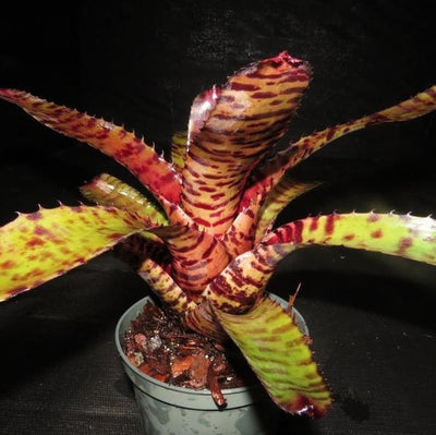 Neoregelia rubifolia x 'Skotak's Tiger' | Bromeliad Paradise