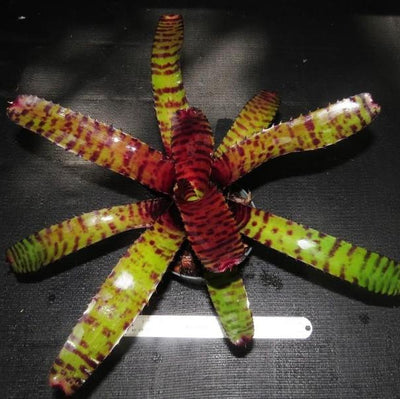 Neoregelia rubifolia x 'Skotak's Tiger' | Bromeliad Paradise