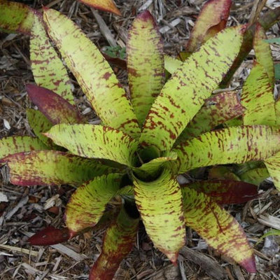 Neoregelia rubrovitta | Bromeliad Paradise