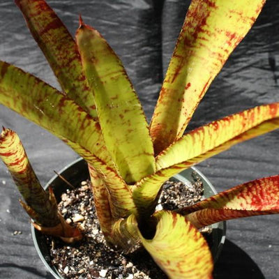 Neoregelia rubrovitta | Bromeliad Paradise