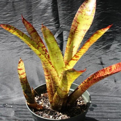 Neoregelia rubrovitta | Bromeliad Paradise