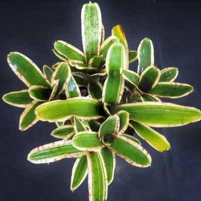 Neoregelia 'Rumba' | Bromeliad Paradise