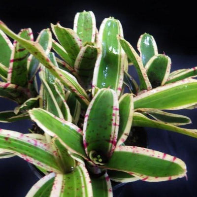 Neoregelia 'Rumba' | Bromeliad Paradise