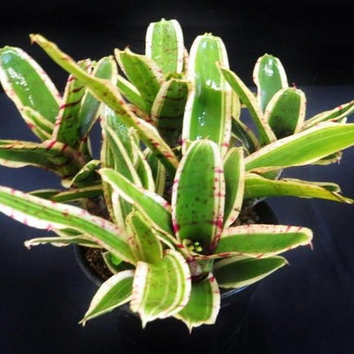 Neoregelia 'Rumba' | Bromeliad Paradise