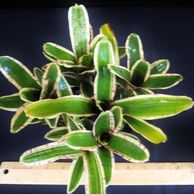 Neoregelia 'Rumba' | Bromeliad Paradise