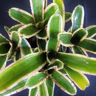 Neoregelia 'Rumba' | Bromeliad Paradise