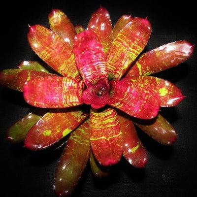 Neoregelia 'Running Red River' | Bromeliad Paradise