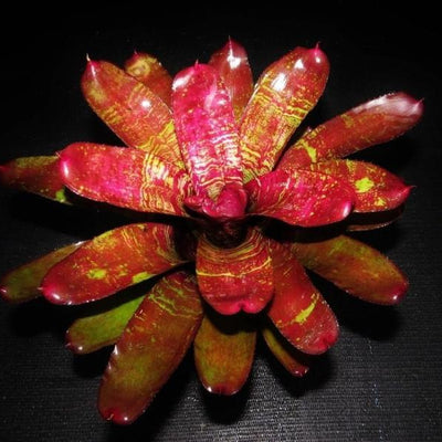 Neoregelia 'Running Red River' | Bromeliad Paradise