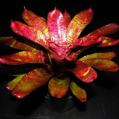 Neoregelia 'Running Red River' | Bromeliad Paradise
