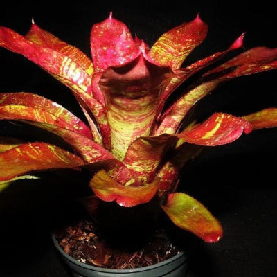 Neoregelia 'Running Red River' | Bromeliad Paradise