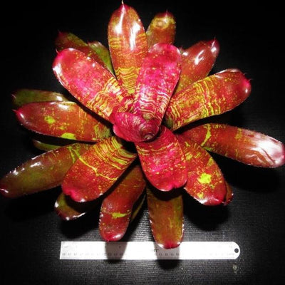 Neoregelia 'Running Red River' | Bromeliad Paradise