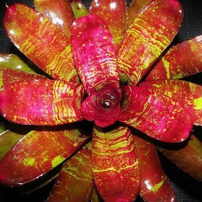 Neoregelia 'Running Red River' | Bromeliad Paradise