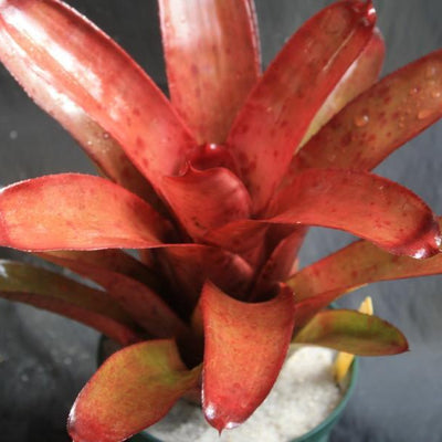 Neoregelia 'Russell Lively' | Bromeliad Paradise