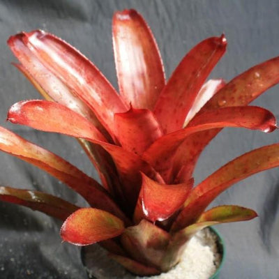 Neoregelia 'Russell Lively' | Bromeliad Paradise