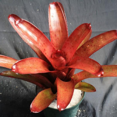 Neoregelia 'Russell Lively' | Bromeliad Paradise