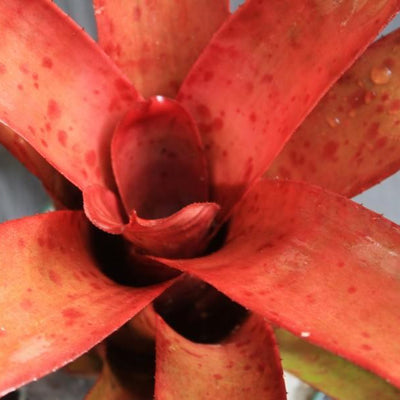 Neoregelia 'Russell Lively' | Bromeliad Paradise