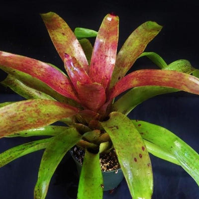 Neoregelia 'Sapphire' | Bromeliad Paradise
