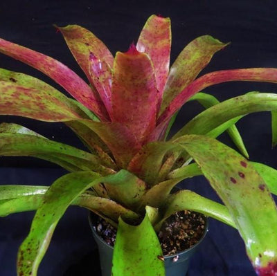 Neoregelia 'Sapphire' | Bromeliad Paradise