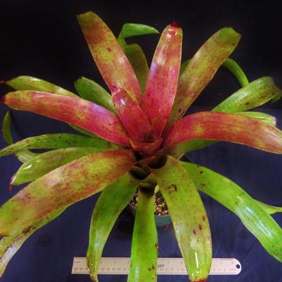 Neoregelia 'Sapphire' | Bromeliad Paradise