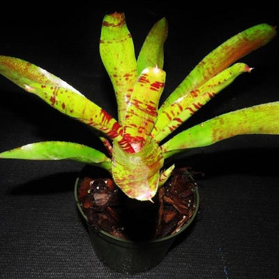 Neoregelia 'Screaming Tiger' | Bromeliad Paradise