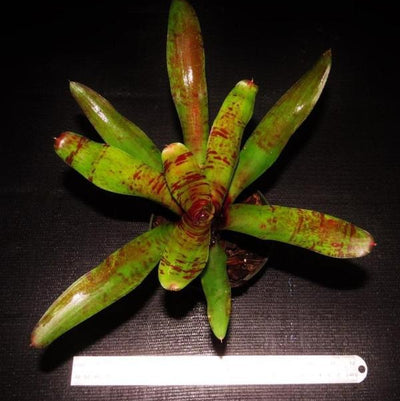 Neoregelia 'Screaming Tiger' | Bromeliad Paradise