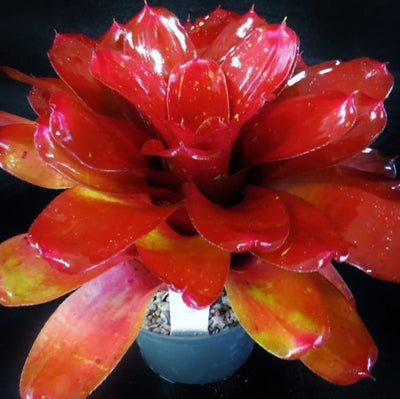 Neoregelia 'Seeing Red' | Bromeliad Paradise
