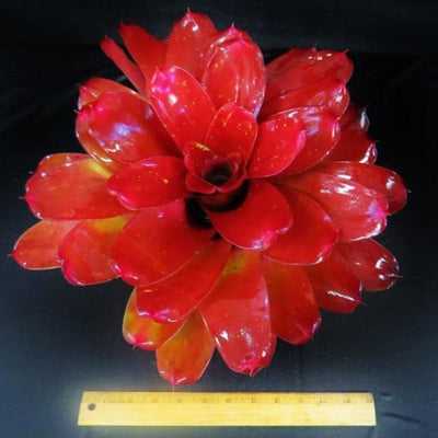 Neoregelia 'Seeing Red' | Bromeliad Paradise